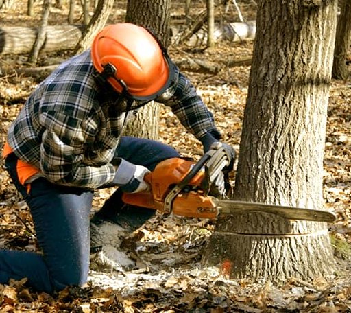 Tree Removal in Fort Necessity, LA